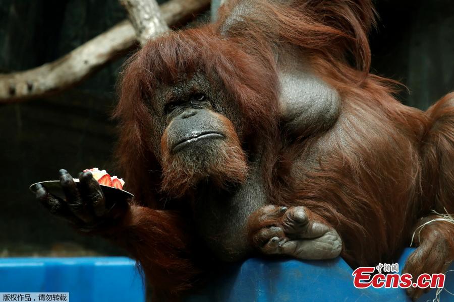Veteran orangutan Nenette eats a cake as she celebrates her 50th birthday at the zoo of the Jardin des Plantes in Paris, France, June 16, 2019. (Photo/Agencies)