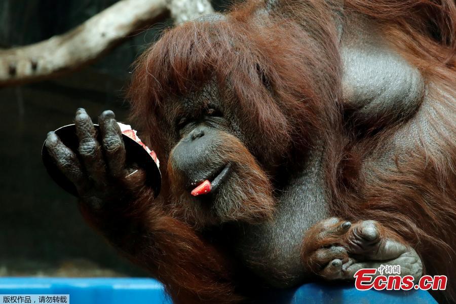 Veteran orangutan Nenette eats a cake as she celebrates her 50th birthday at the zoo of the Jardin des Plantes in Paris, France, June 16, 2019. (Photo/Agencies)