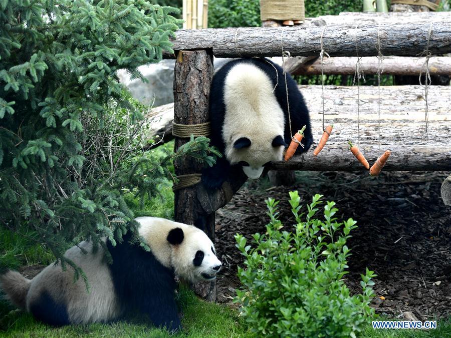 Two giant pandas are seen in the panda house in the Qinghai-Tibet Plateau Wild Zoo in Xining, capital of northwest China\'s Qinghai Province, June 16, 2019. The panda house in the Qinghai-Tibet Plateau Wild Zoo, where four pandas from the Chengdu Research Base of Giant Panda Breeding live, opened to the public here on Sunday. The four pandas settled down in the plateau city earlier this month. Qinghai Province will launch a series of education activities about giant pandas in the following three years. (Xinhua/Zhang Long)