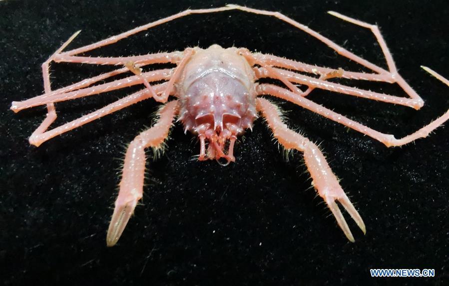 Photo taken on May 31, 2019 shows a deep-sea crab collected by Discovery, a remote operated vehicle aboard China\'s research vessel KEXUE (Science), in western Pacific Ocean. KEXUE finished its investigation of seamounts in the west of the Pacific Ocean and started to sail back on June 15. During the expedition, Discovery, a remote operated vehicle aboard KEXUE, made 19 dives and captured more than 800 collections of biological samples, including corals, sponges, shrimps and shellfishes. \