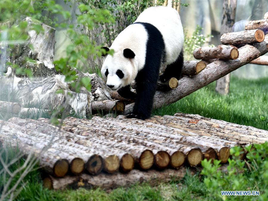 A giant panda is seen in the panda house in the Qinghai-Tibet Plateau Wild Zoo in Xining, capital of northwest China\'s Qinghai Province, June 16, 2019. The panda house in the Qinghai-Tibet Plateau Wild Zoo, where four pandas from the Chengdu Research Base of Giant Panda Breeding live, opened to the public here on Sunday. The four pandas settled down in the plateau city earlier this month. Qinghai Province will launch a series of education activities about giant pandas in the following three years. (Xinhua/Zhang Long)