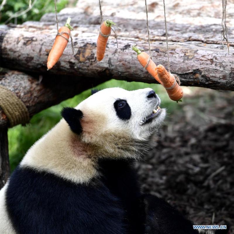 A giant panda eats carrots in the panda house in the Qinghai-Tibet Plateau Wild Zoo in Xining, capital of northwest China\'s Qinghai Province, June 16, 2019. The panda house in the Qinghai-Tibet Plateau Wild Zoo, where four pandas from the Chengdu Research Base of Giant Panda Breeding live, opened to the public here on Sunday. The four pandas settled down in the plateau city earlier this month. Qinghai Province will launch a series of education activities about giant pandas in the following three years. (Xinhua/Zhang Long)