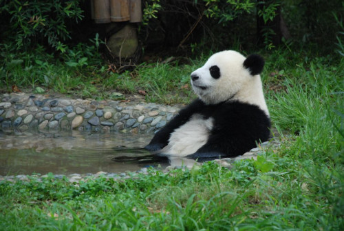 A giant panda rests by the pond. (Photo provided to China Daily) A giant panda rests by the pond. (Photo provided to China Daily)