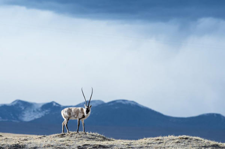 Tibet to limit visitors for 'high quality' tourism