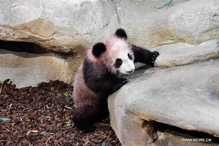 1st panda cub born in France 