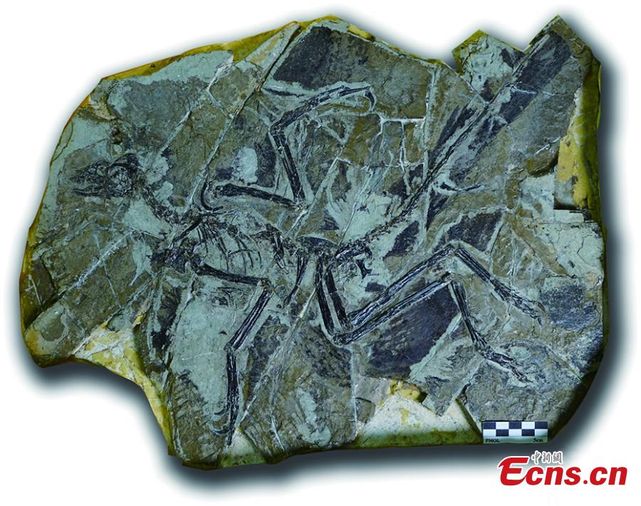 Important fossils return to Liaoning from European collectors