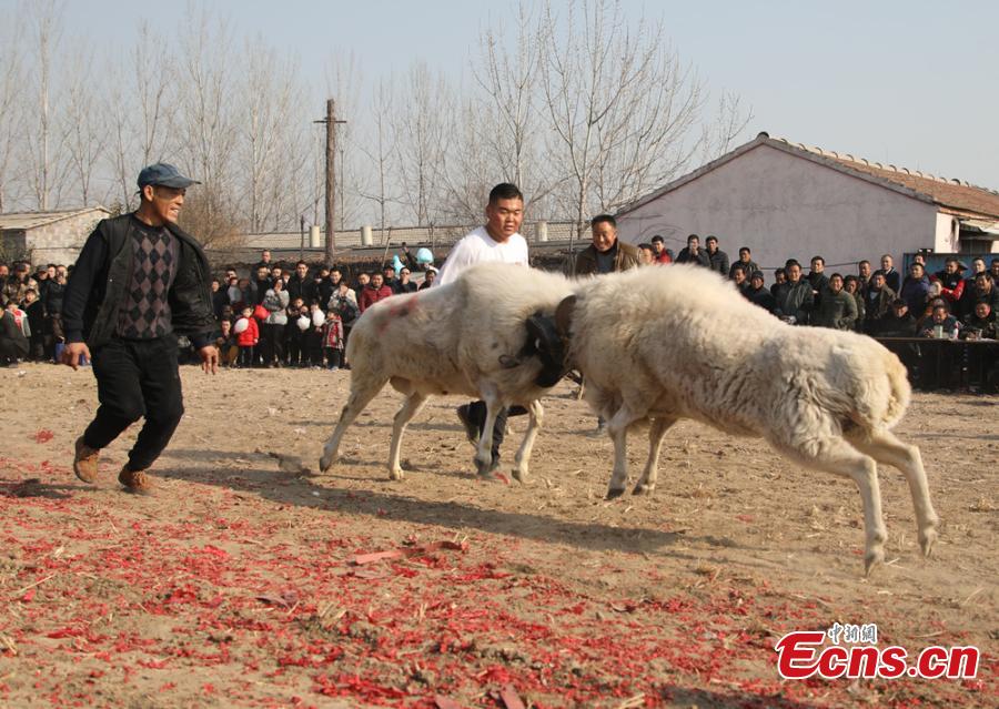 Sheep fight held in eastern province 
