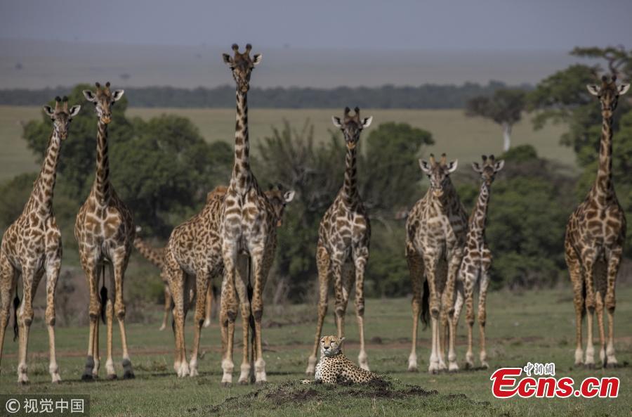 Cheetah takes it easy next to giraffes