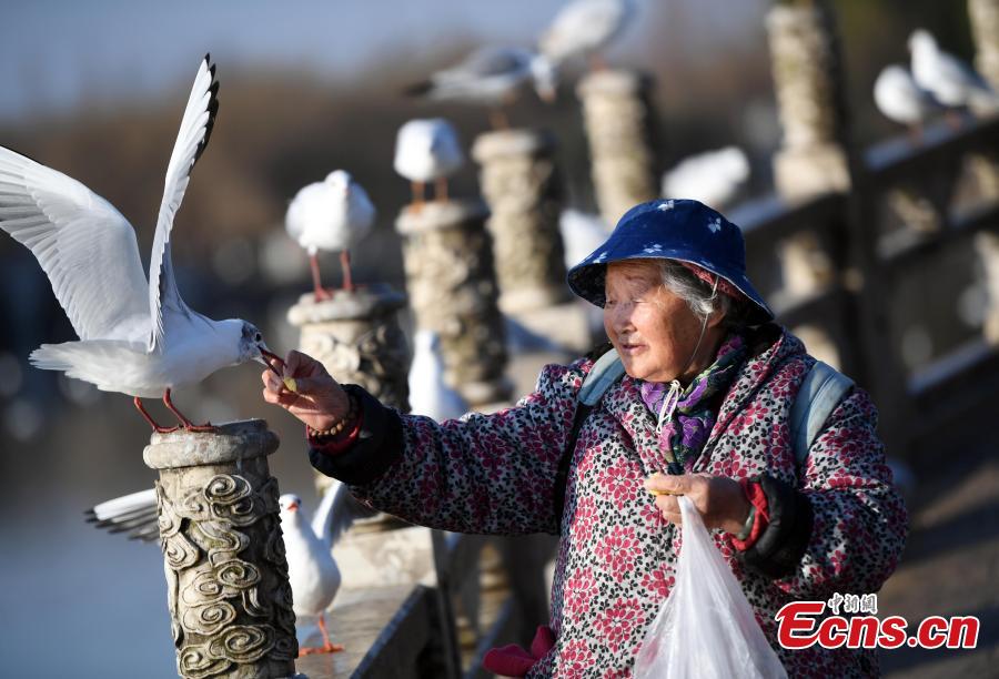 Elderly woman makes food for birds for 30-plus years