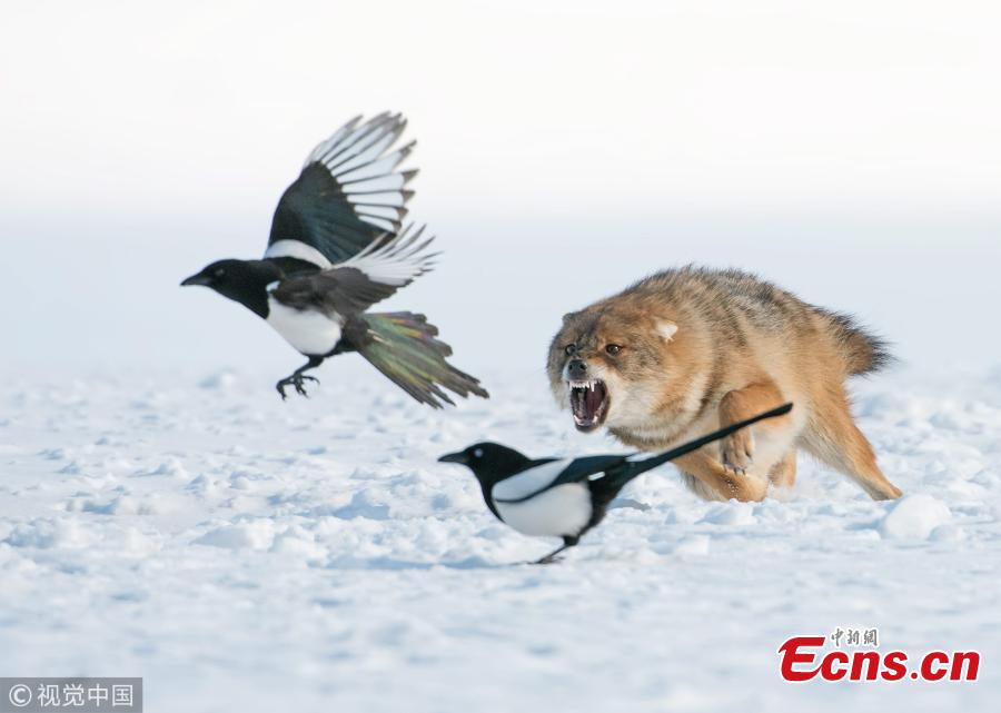 Golden jackal chasing bird in snow