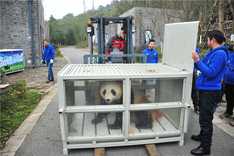 Pandas head to Finland for 15-year research program