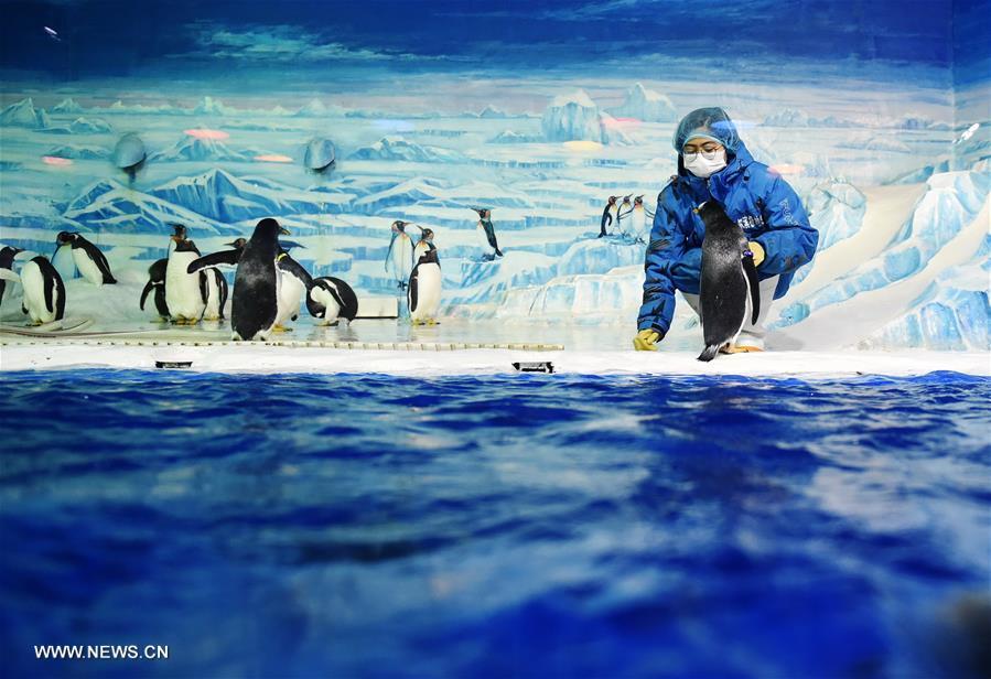 Pic story of Penguin feeder at China’s Harbin Polarland