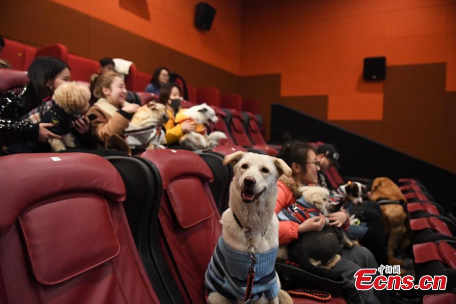 Canine buddies enjoy a film for Spring Festival