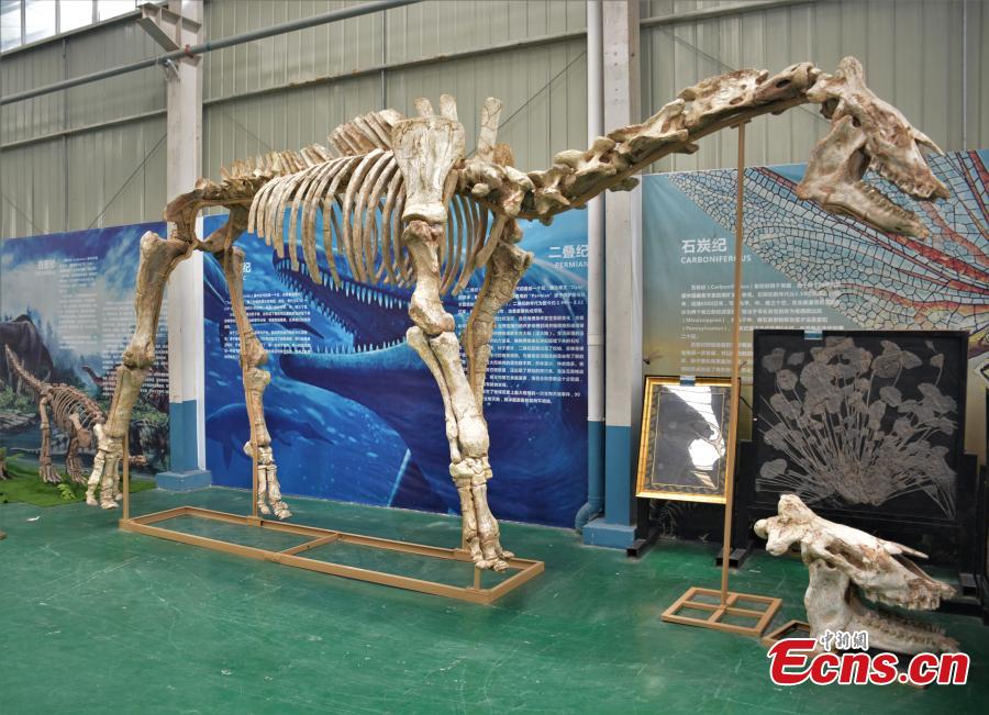 Giant fossil of hornless rhinoceros restored after three years