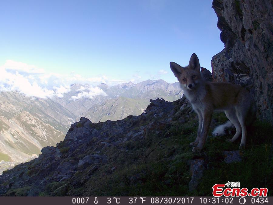Nature reserve releases photos of wild animals