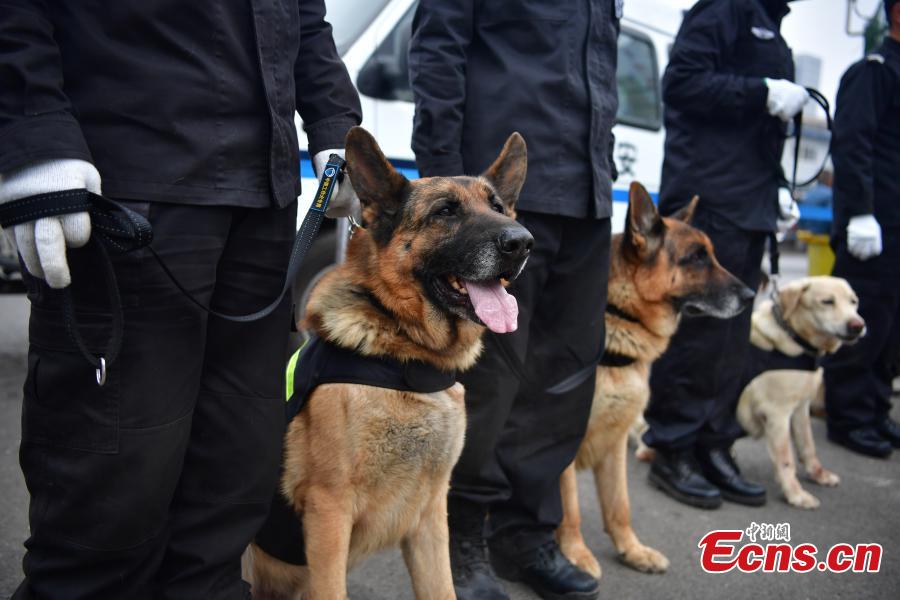 Police dogs safeguard railway station