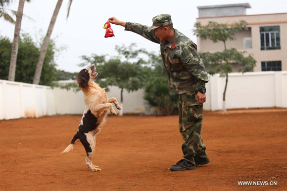 Trainers and their dogs celebrate Xiaonian
