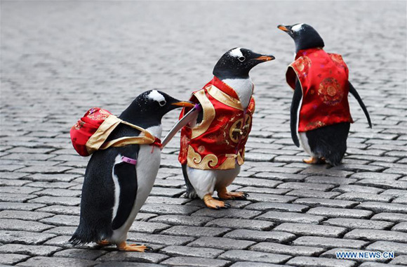 Penguins in Tang suit show on Harbin Central Street