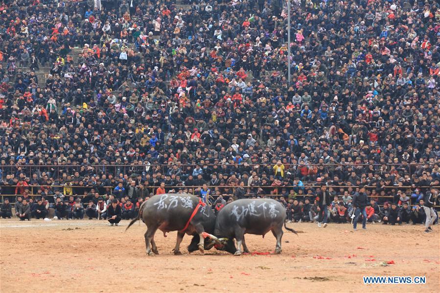Various activities held across China to greet Chinese Spring Festival 