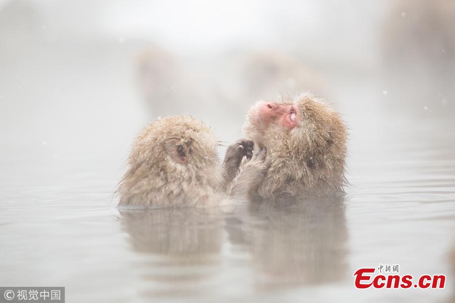 Japanese macaques enjoy hot spring