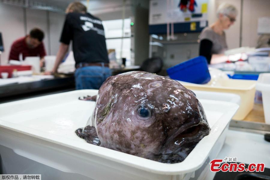 Cousin of 'world's ugliest animal' found near Australia