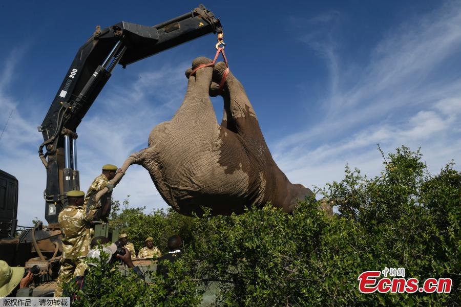 Kenya elephants on the move