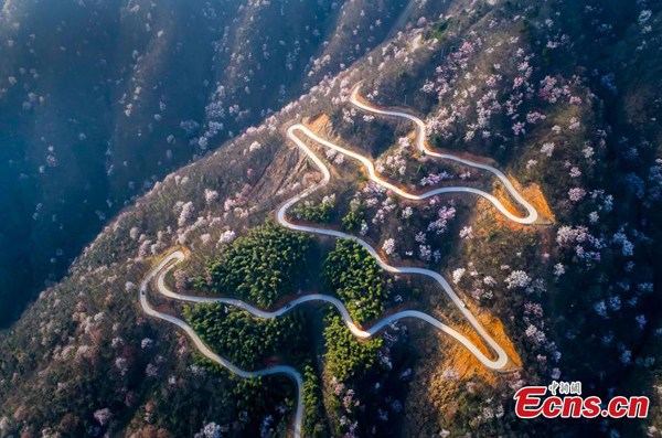 Winding road in cherry blossoms