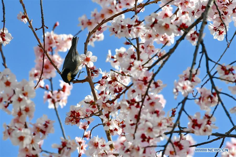 Peach blossoms in Baiyi District of Nyingchi, Tibet