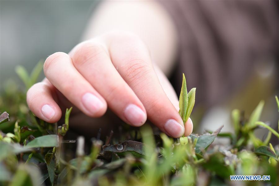 Tea picking across China
