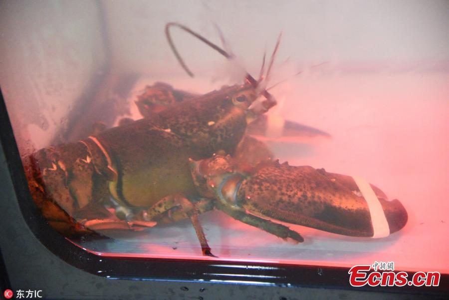 Claw machine with lobster prizes