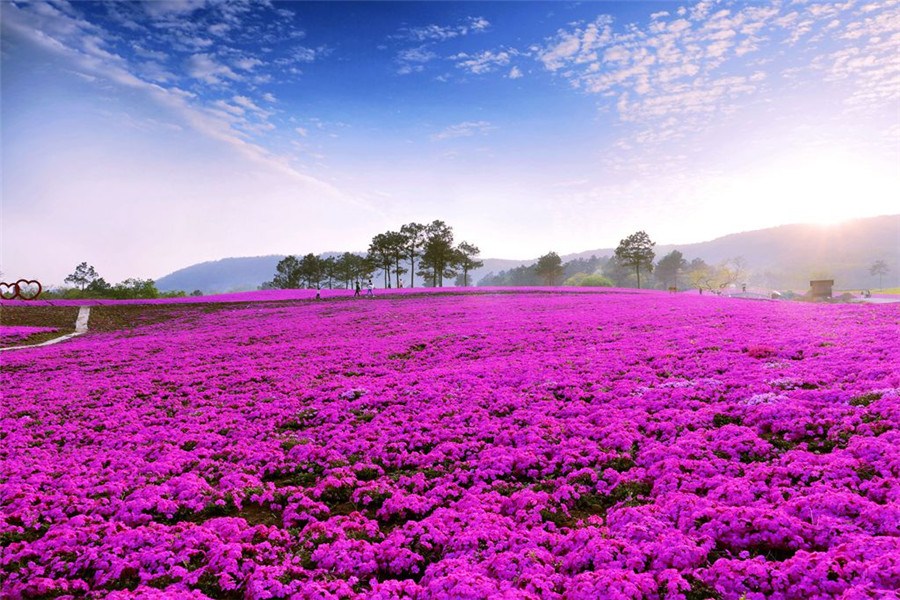 Beautiful creeping phlox blossoms in Jiangsu