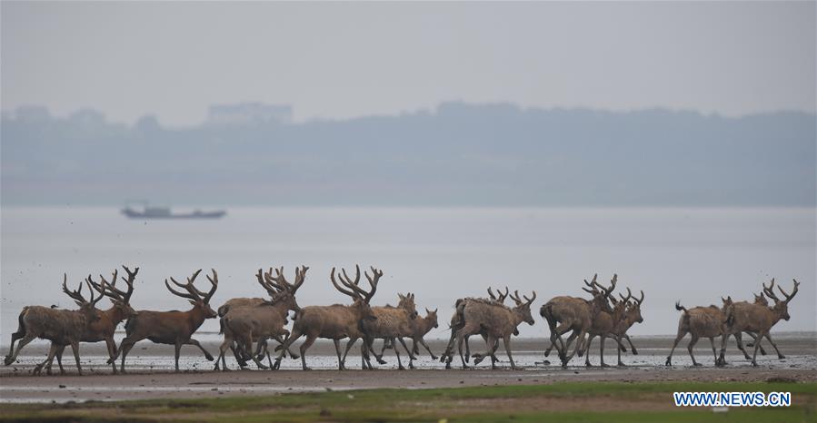 China releases 47 milu deer into wild in major lake