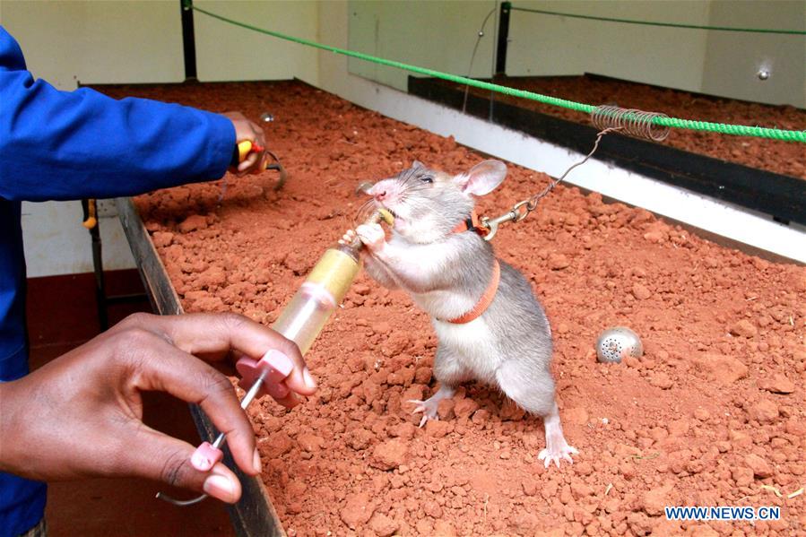 African giant pouched rats receive landmine detection training in Morogoro, Tanzania