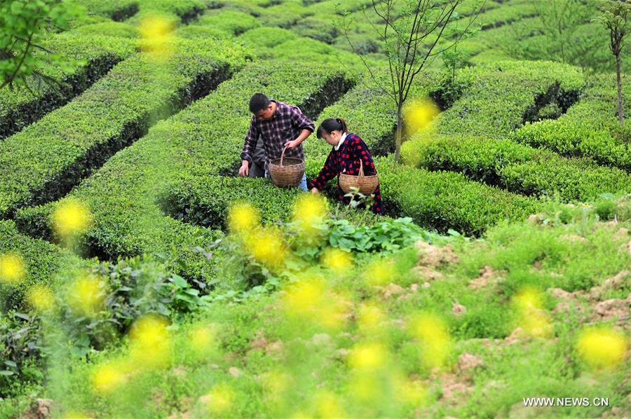 China embraces tea harvest season
