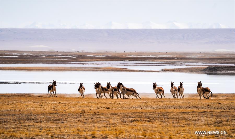 Scenery of Altun Mountains National Nature Reserve in Xinjiang