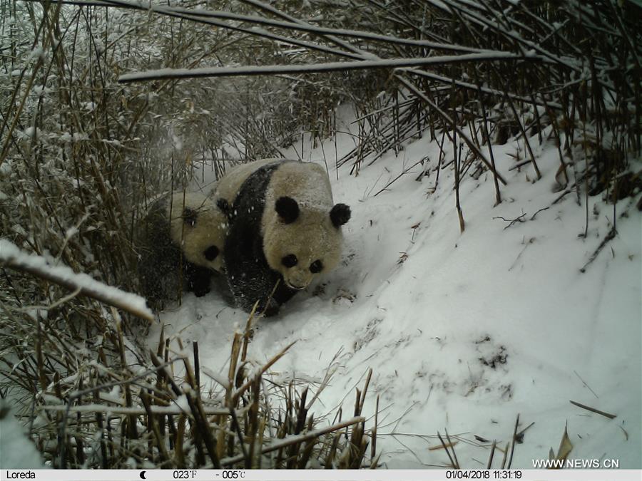 Female giant panda and its cub spotted in NW China