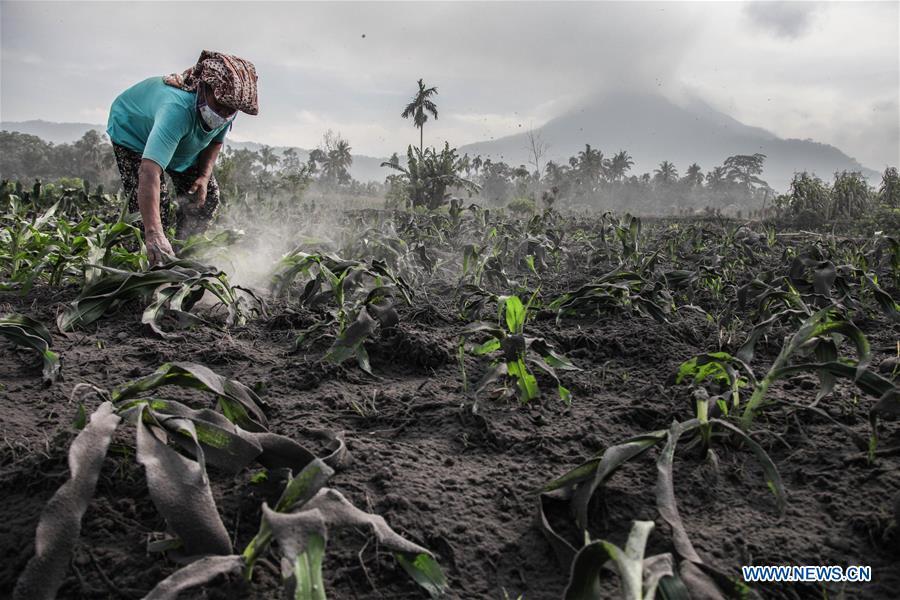 Mount Sinabung volcano spews volcanic ash in Indonesia 