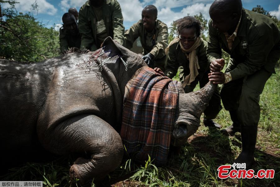 Kenya tags rhinos in conservation drive