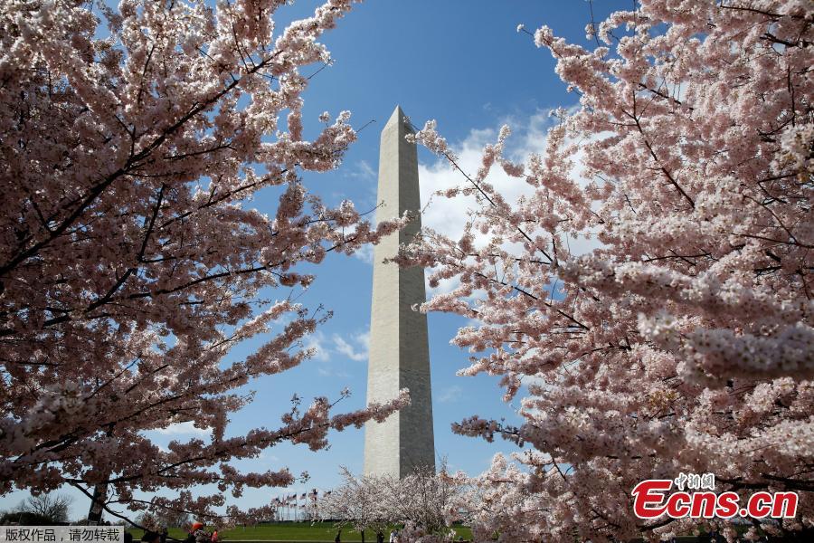 Cherry blossoms reach their peak in Washington
