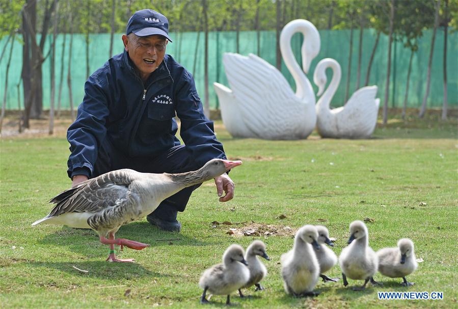 Old man and wild goose