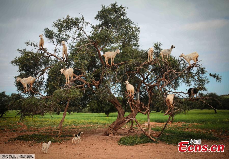 Tree climbing goats help produce Argan oil in Morocco