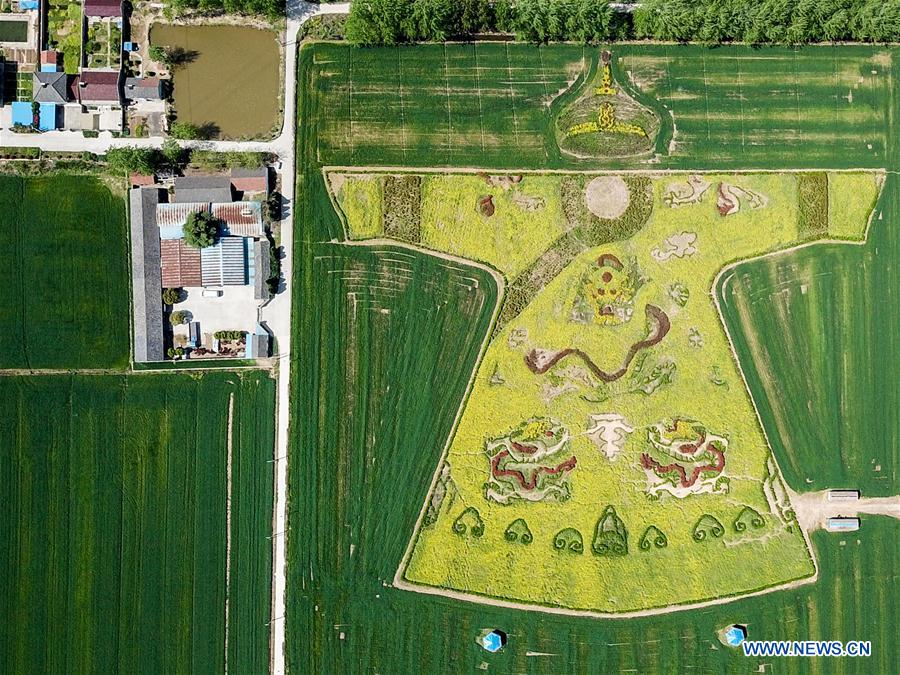 Pattern of dragon robe seen in cole flower field