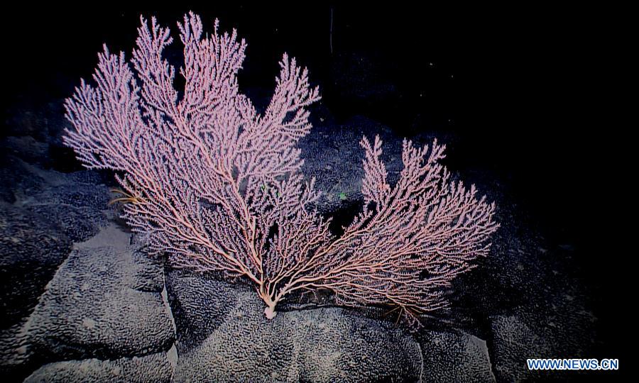 Chinese research vessel conducts research on Magellan Seamounts