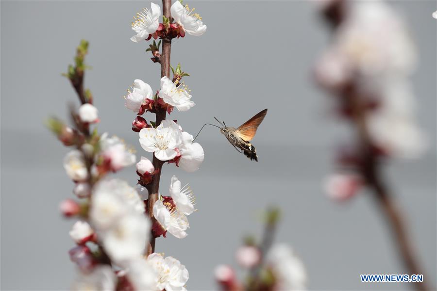 Hummingbird hawk-moth seen in north China