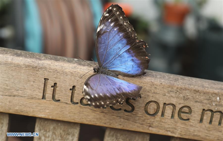 Sensational Butterflies Exhibition held at London's Natural History Museum
