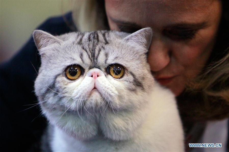SofistiCat feline beauty contest held in Bucharest, Romania