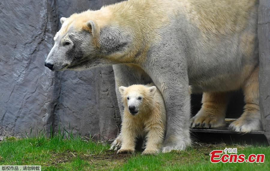 Adorable polar bear cub makes debut at zoo