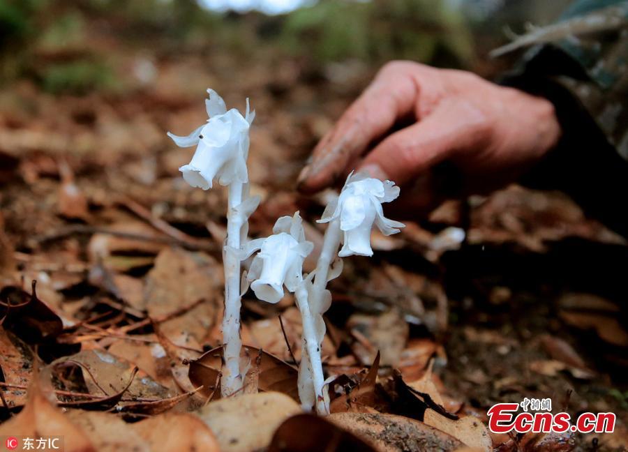 Ghost plants found in C China county