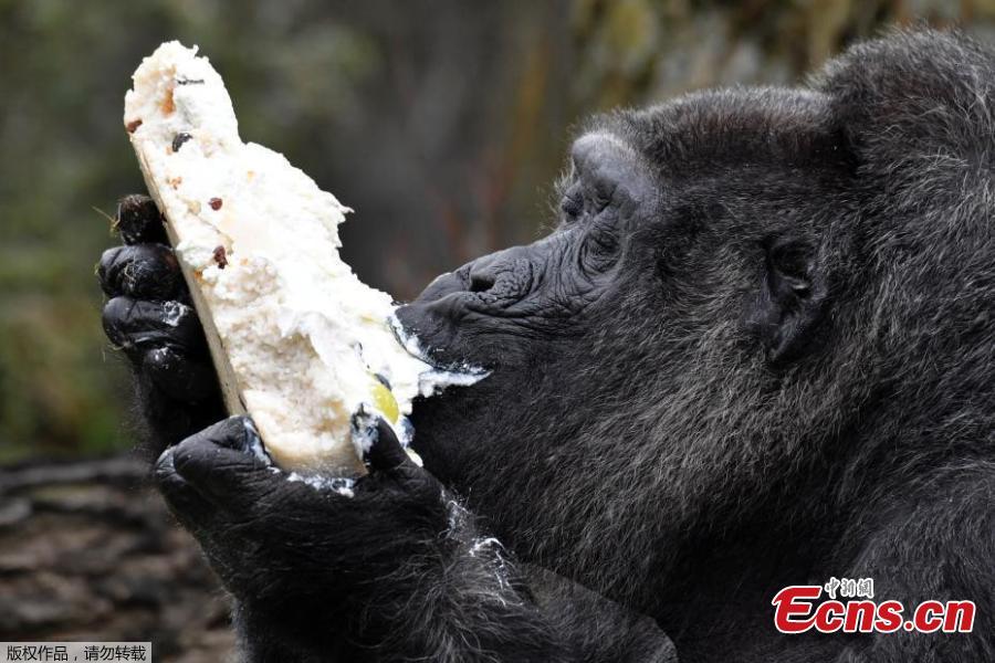 Fatou the gorilla celebrates 61st birthday at Berlin zoo