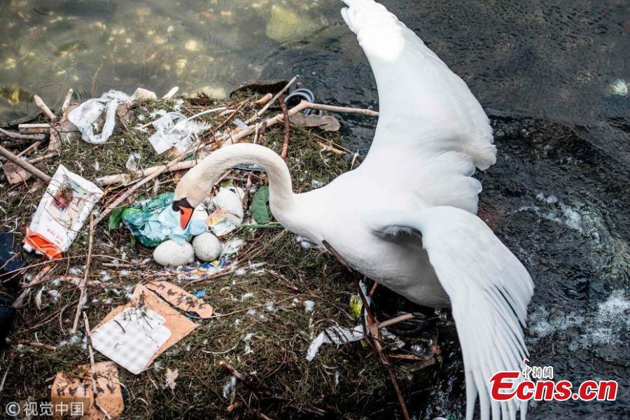 Copenhagen swan's poor nest made out of trash 
